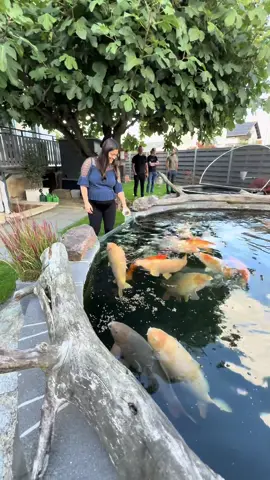 Ali‘s 50.000 Liter Hochteich ♥️🎏🏠                                    #konishi #Koi#karashi #carp #konishikoi                 