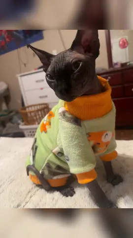#fypシ゚viral🖤tiktok #catsoftiktok #rescueanimals #rescuer 