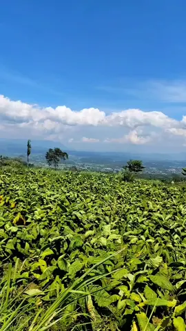 #kebunteh #kebuntehbedakah #kebuntehtambi #kebuntehwonosobo #bedakahtambi Wonosobo wisatawonosobo dolanwonosobo