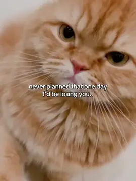 #kucing #fyp #4u #xybca #foryoupage 