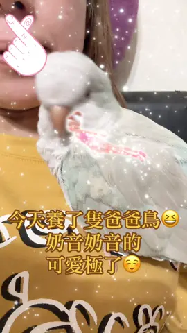 奶音奶音的叫爸爸😆#和尚鸚鵡#白銀絲鸚鵡 #安娜#爸爸別限我流量ಥ_ಥ #我要上推薦 