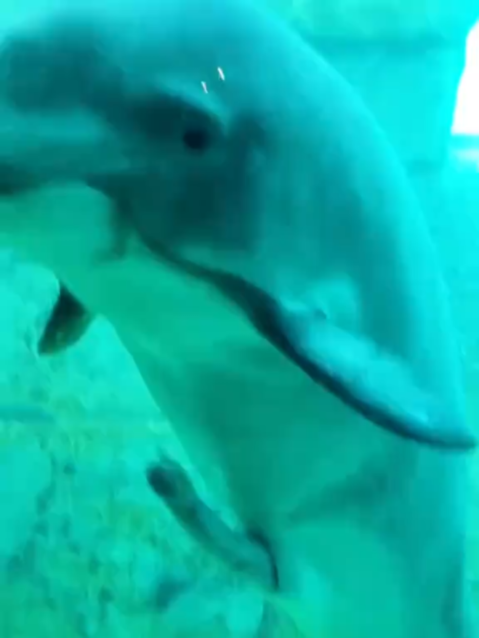Funny Animals #funnyanimals #funny #laughter #laughter #fyp 