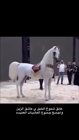 الخيل من خيلها#صفر#حريري_الشقب🔥#ا