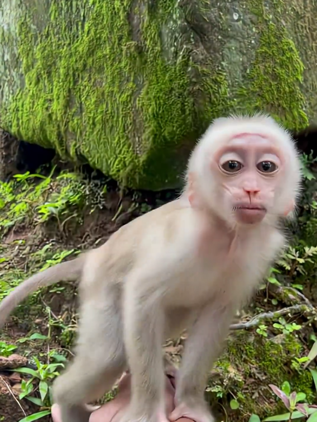 smart baby monkey #babymonkey #baby #fyp #monkey #fy 