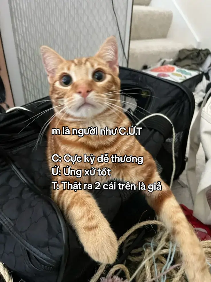 #xh #fyp #viral #tamtrang 