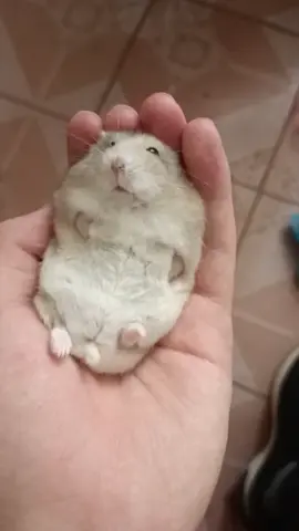 It is going to swim.🤓🥺#Hamsters #EffortlessChill #foyou 