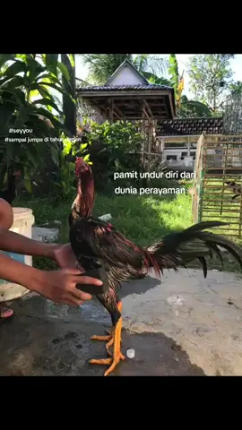 sampai jumpa di tahun 2026#fyp #ayamlokal #parlay #ayamindonesia #pakoy 