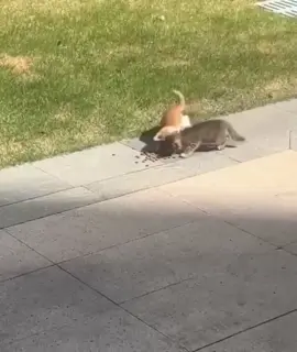 Go To My YouTube Channel (In the Bio) #cats #catsoftiktok #funnycats #cutecats #catlovers 