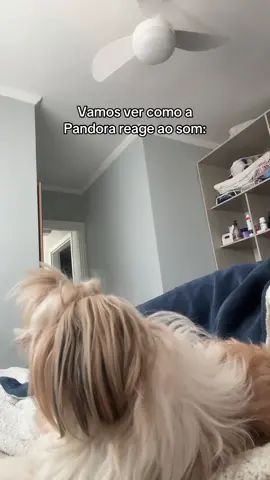 Eu achando que ela ia ficar louca procurando porque ela adora esses barulhinhos, mas parece que ela odiou 🤣🤡
