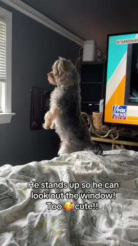 He stands on his hind legs to look out the window? Cuteness overload! #yorkie #yorkiesoftiktok #yorkiesofinstagram #yorkiemom 