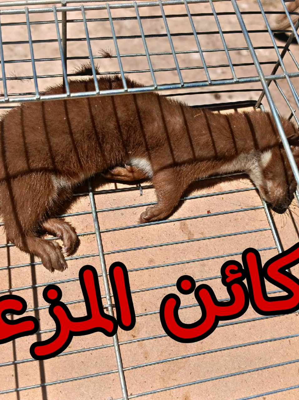 طريقة عمل مصيدة للعرس والفئران مع م محمد هيكل 💥🔥