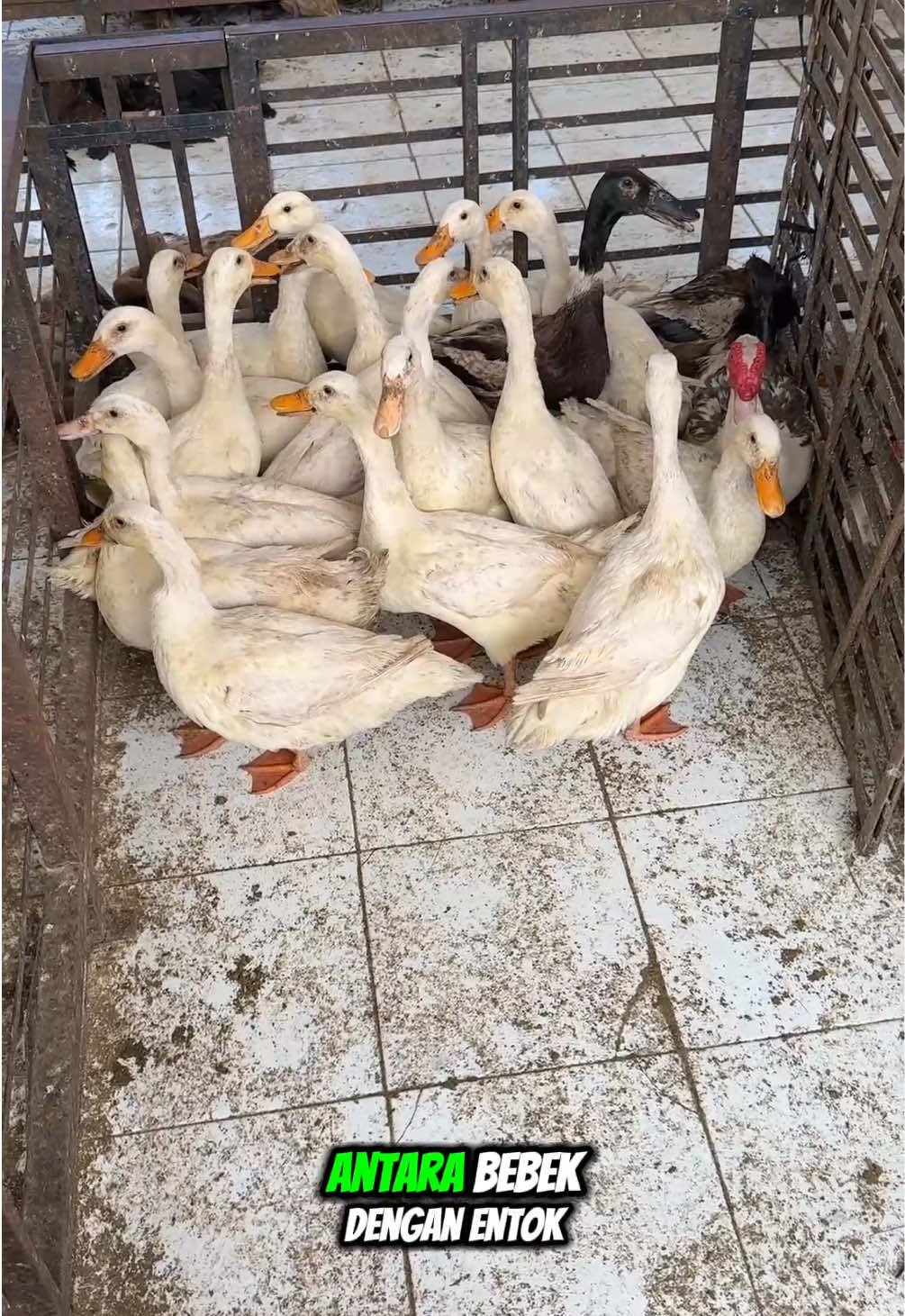 Ini adalah hasil perkawinan silang antara bebek dengan entog 😇 #bebek #entog #unggas 