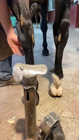 #farrier #farriersoftiktok #hors #asmr #animalwelfare 