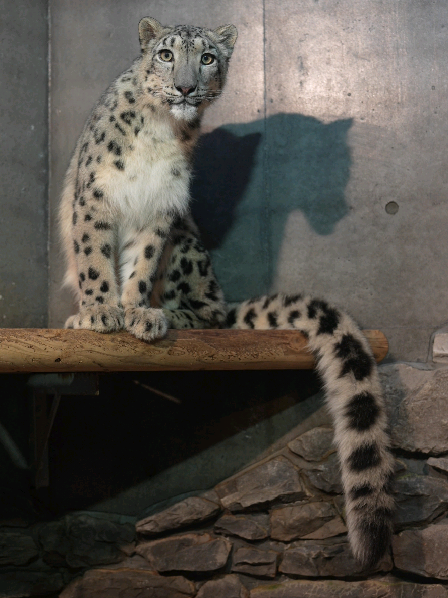 じ〜ッ🙂✨ ⁡ ⁡#いしかわ動物園⁡ ⁡ #ユキヒョウ ⁡ ⁡ #ヒメル 