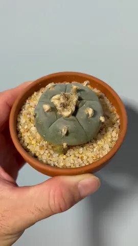 🌵📩