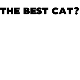 best cats @iamrigbycat @I’m Uni. @Lunaistabby #rigby #luna #uni #floppa #edit 