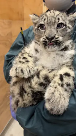 Little Bheri has passed her second (and final!) health check with flying colours ❤️ She’s healthy, happy and spends her spare time melting ALL the hearts  🥲 #animalsoftiktok #cuteanimals #babyanimals #fyp #cute 