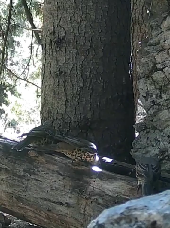 Doğanın Kahramanı Hasan Hüseyin Kahrıman abi daha önce yaptığı çeşmeye gidip temizliğini yaptıktan sonra yaptığı eseri gözlemledi. Sonuçlar harika. Sonuna kadar keyifle izleyeceğiniz belgesel gibi bir videoyu buraya bırakıyorum. #Taşkent #çeşme #su #yabanhayatı #dağ 