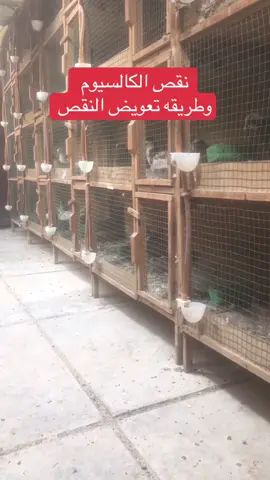 #عمارالمميز #حيدر_السوداني_العلم #الشعب_الصيني_ماله_حل  @🦅 طائر الجنوب 🦅 