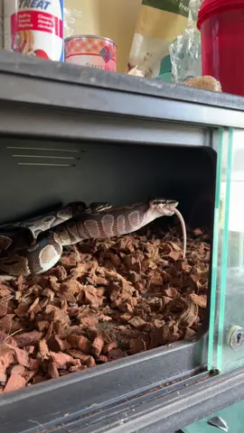 #fyp #snakes #snakesoftiktok #eatingshow 