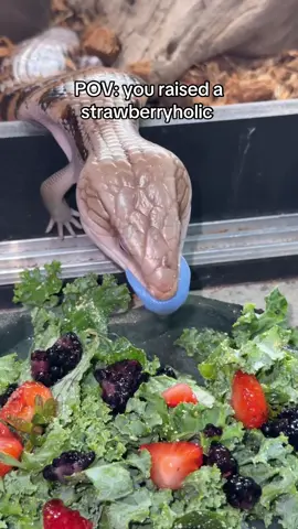 One day at a time☝🏼#strawberry #addiction #bluetongueskinksoftiktok #reptilesoftiktok #reptilekeeper 