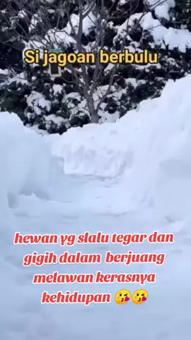 #kucingpemberani #catlover #foryoupage #fyppppppppppppppp #