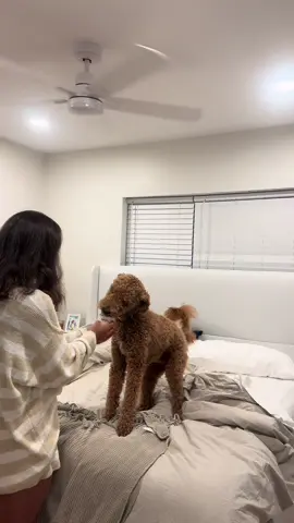 celebrations of bentley will continue all day!!  #minigoldendoodle #puppys1stbirthday #morningbeforework #goldendoodle #dogsbirthday  @Free People @DRMTLGY @kaffé KARMA. @Sol de Janeiro Inc 