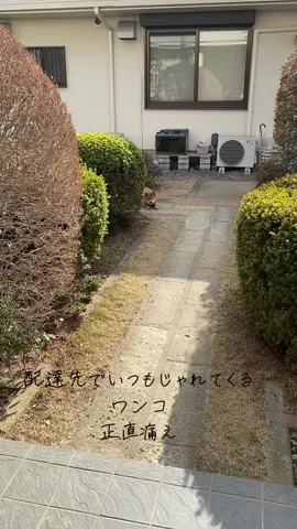 #配達 #配達員  #Amazon #ヤマト
