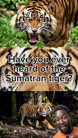 Less than 600 left in the wild 🐅🌳 #Sumatrantiger #Tiger #Tigers #Cat #Cats #Bigcat #Felidae #Panthera #CatsofInstagram #TigersofInstagram #Evolution #Species #Subspecies #Sunda #Indonesia #Indonesian #Sumatra #Java #Javan #Javanese #Bali #Asia #SoutheastAsia #Rainforest #Island #Indonesianwildlife #Zoology #Zoologist #Ecology #Ecologist 
