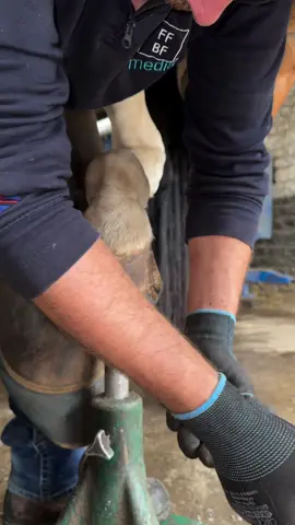 I was so glad to be under cover today! It was a wet one! ☔️ #forfarriersbyfarriers #fyp #farrier #hoofcare #satisfyingvideos 