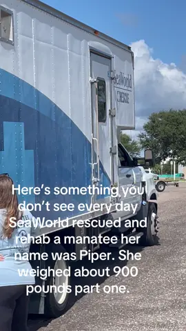 Here’s something you don’t see every day unbelievable Seaworld releasing a manatee back into the wild