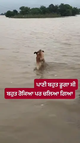 #majhevalay 