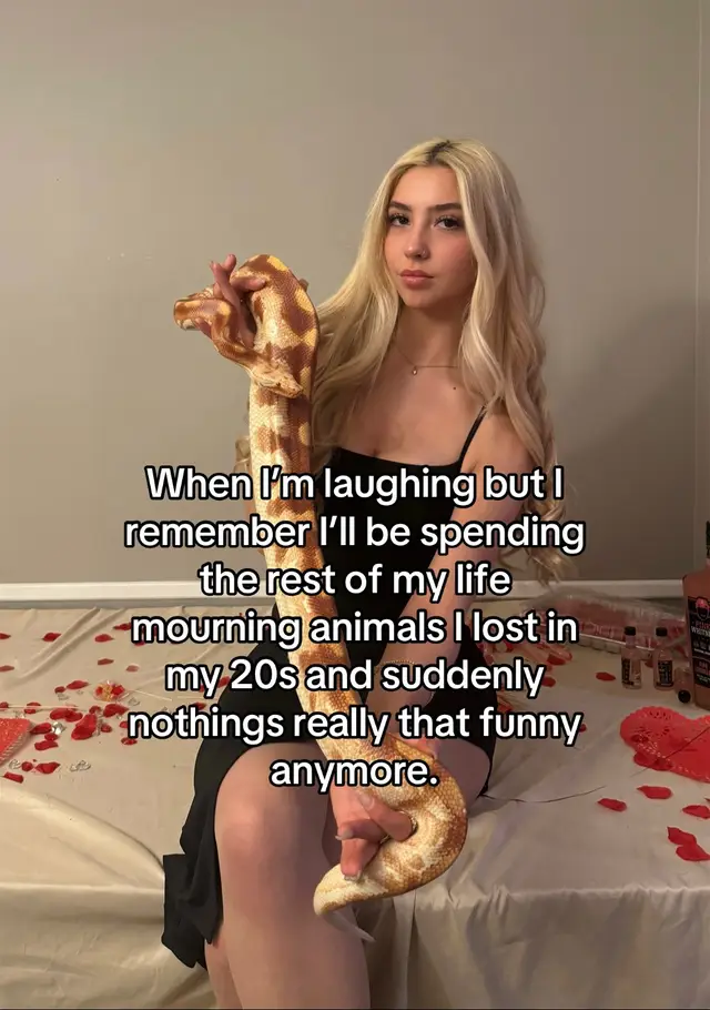 Last summer I had to leave the relationship I was in and was limited on the animals I could bring with me. I had to leave behind my 2 chinchillas, 7 birds, 7 snakes, and most of my reptiles.  Grace my baby grilled dragon was a failure to thrive and unfortunately passed away. Dart my leopard gecko drowned in her water bowl a week after that video of her went viral. I had her for 10 years and this loss was so heartbreaking. Unfortunately while I was out of town a month ago, both of my sugar gliders passed away one night. I have no clue what happened, and I will never get to know. I wish I could give you guys an explination as much as I wish I had one myself. And at the end of this, Gizmo and Ludo bunny are finally together again.