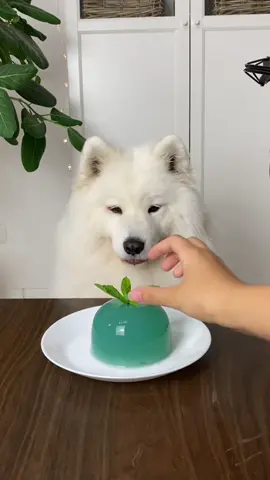#enjoy 60 seconds of happy doggo monching mint jelly 🥺💫 #anzeige #genshinilmpact #1yearsanniversary #fyp 