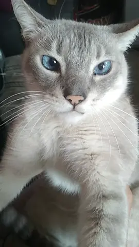 #gatitostiktok #cat #paratiiiiiiiiiiiiiiiiiiiiiiiiiiiiiii #foryoupage❤️❤️ #gatitoschistosos 