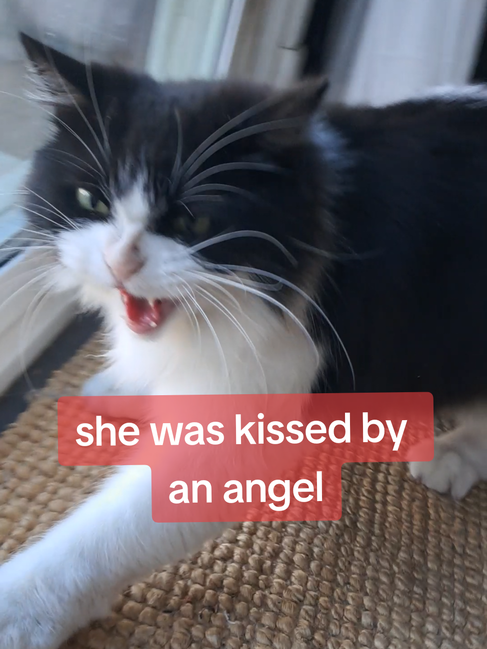 according to legend: for a cat to have a white patch on black fur means they have been kissed by an angel meaning their lives were spared during the Salem witch trails. Black cats were not so lucky :( #cat #cats #witch #angel  #catslovers 