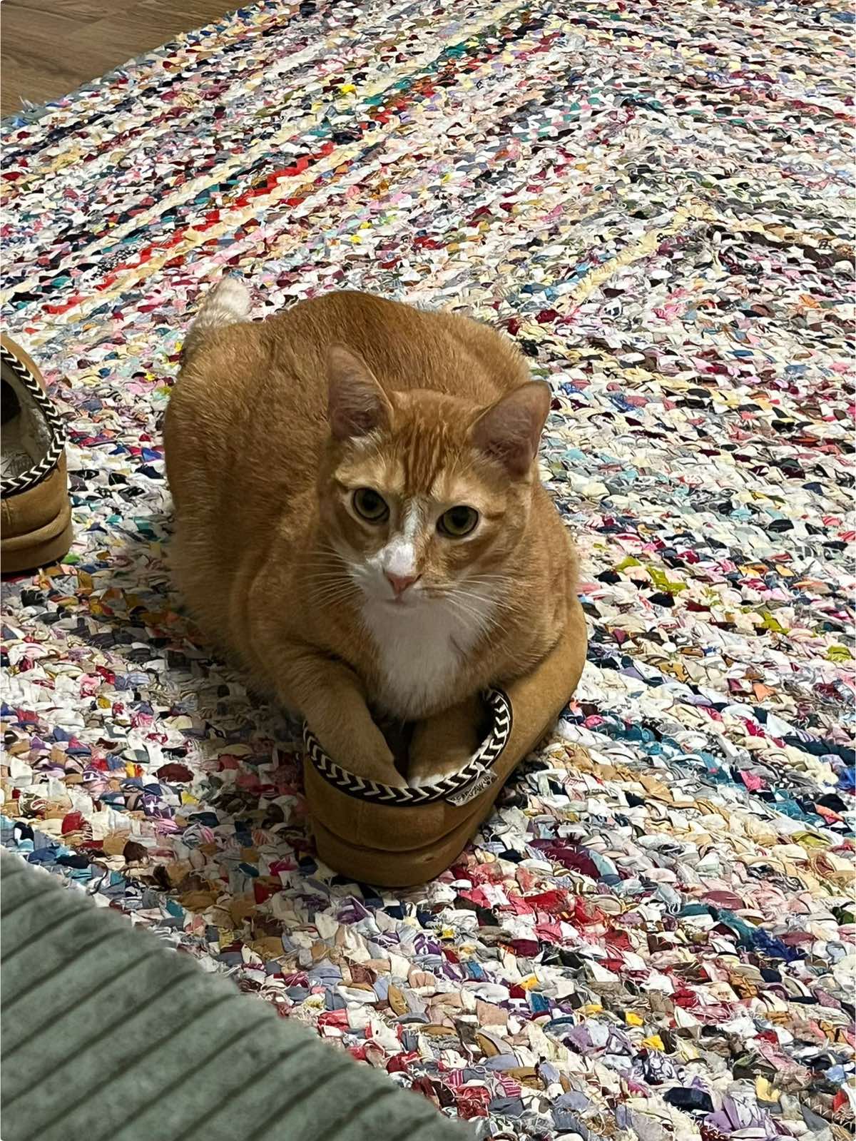 He was STARVING for a whole minute 🫠 #cat #fyp #catsoftiktok 