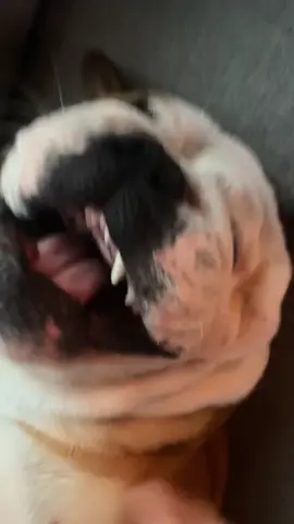 Another Evil Laugh 😳 #dogsoftiktok #bulldog #lovemydog #doglovers #britishbulldog #englishbulldog #doglovers #bulldogingles #ivartheenglishbulldog #funnydog #foryoupage❤️❤️ #foryoupage_tik_tok #norway #dogs #evil #evillaugh #evillaughchallenge #evildog 