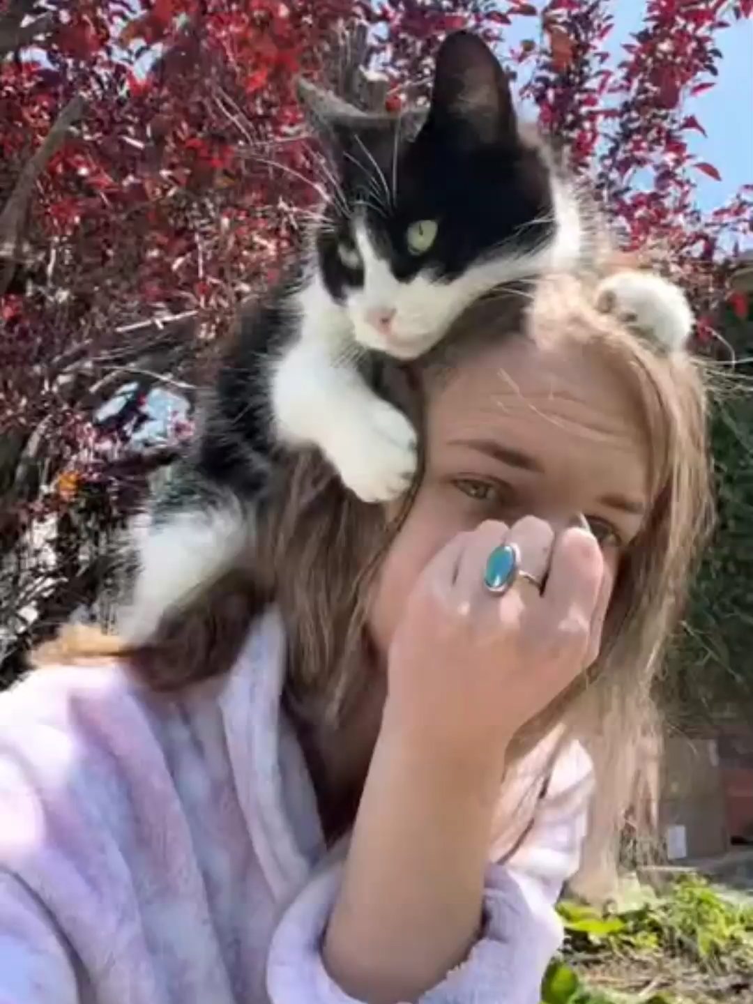 Quando um gato esfrega a cabeça em você, não está apenas pedindo carinho.