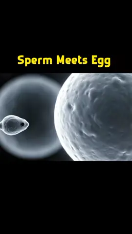 Sperm Meets Egg  #Fertilization #BiologyAnimation #ScienceExplained #HumanReproduction #EducationalVideo #CellBiology #LifeBegins #MicroscopicWorld #MicroscopicWorld #foryoupage❤️❤️ #videoviral 