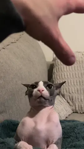 The hand of doom gets beans every time 😔 #sphynxcat #nakedcat #sphynxoftiktok 