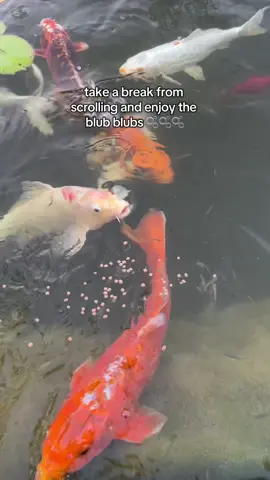 anyone else find the blub blubs so satisfying to listen to? 😆 #koi #koifish #asmr #asmrsounds #asmrvideo 
