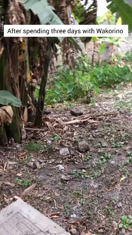 Nini inaendelea hapa #fyp #fyppppppppppppppppppppppp #kenyantiktok🇰🇪 #trending #kikuyutiktok @PANTHER 047 @El MAGO ✨️💫 