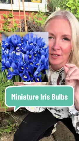 ‘Reticulata Blue' boasts vibrant cobalt blue blooms that burst from narrow foliage.  Each bloom shines, thanks to bright yellow and white markings that run along the centre of the petals, forming a remarkable resemblance to a peaceful orchid.  Appearing in March and April, these flowers are loved by bees and other pollinators, as they are an early source of nectar, and each one carries a heavenly fragrance. This variety produces a wonderful display when planted together in pots, while also working well in rock and gravel gardens.  Preferring well-drained soil and a sunny location, they will happily naturalise and spread, returning bigger and better each year. The bulbs can even be lifted and divided in autumn for even more outstanding displays.  This early flowering dwarf-natured iris is a native of the mountainous regions of Russia, Turkey and Iran. #irisflower #springflower #bulbs #gardentok #gardeningtips @YOU GARDEN LIMITED 