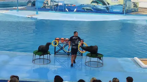 رقص الsea cat 🦭 #egypt #hurghadaegypt #الشعب_الصيني_ماله_حل😂😂 #explor #dolphins 