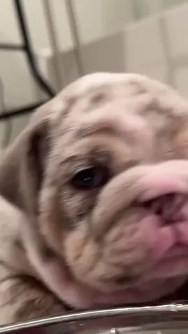 minienglishbulldog TikTok  Facetime Open 🐾 😺  customer service Best  Veterinaran examination  Health certificate /AKC  Pedigree - Register paper 📜  Vaccinated and Dewormed  .. .. #englishbulldog #englishbulldogpuppy #englishbulldogsoftiktok  #englishbulldogs #englishbulldogpuppies 