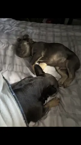 How they sleep with each other is priceless Bella & Blu #frenchie #frenchies #frenchiesoftiktok #frenchiepuppy #frenchbulldog 