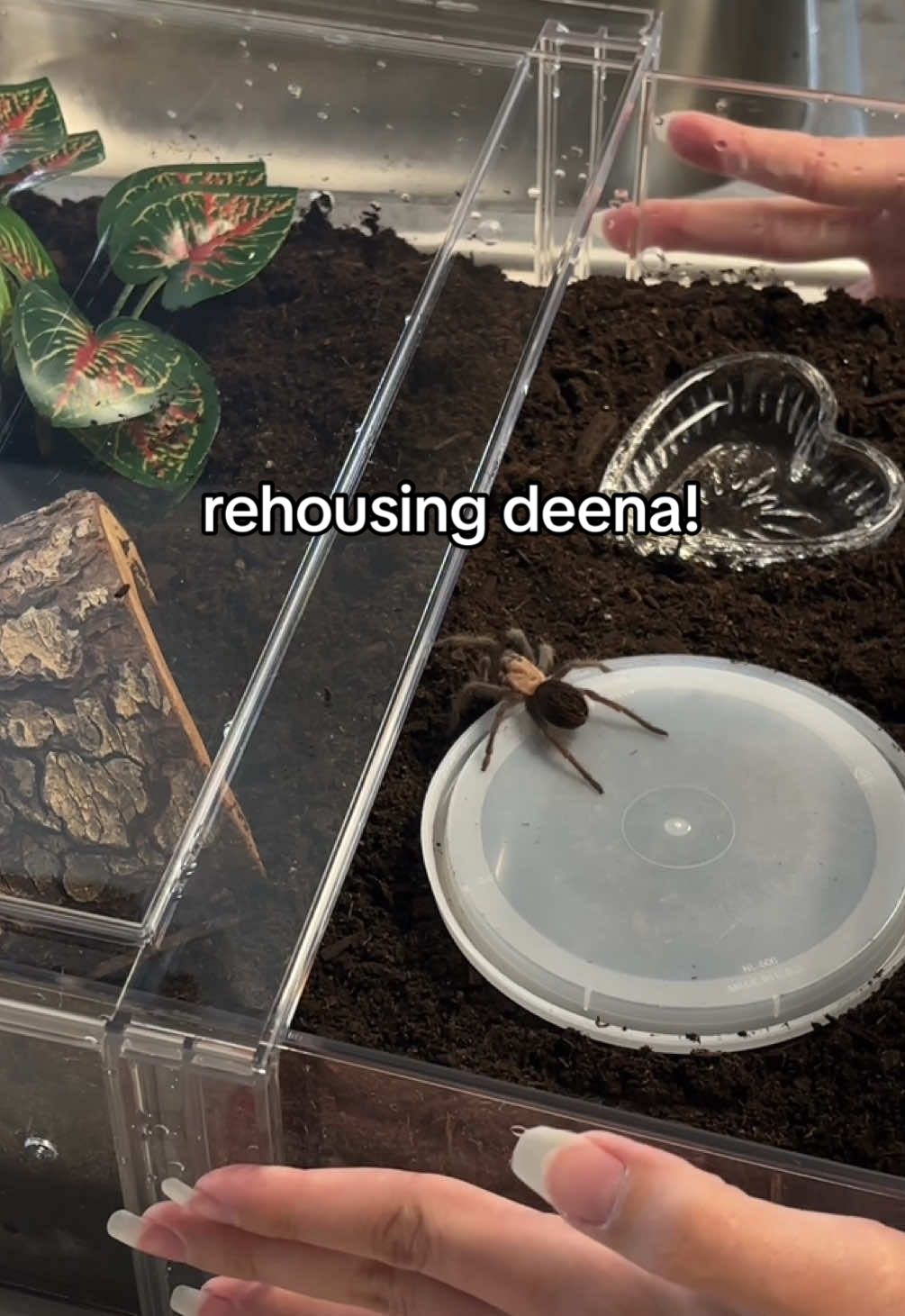 rehousing my tarantula deena! w a voice over this time 