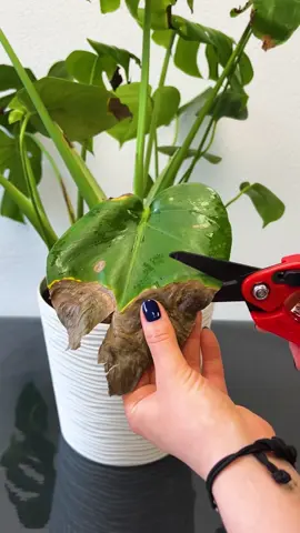 Rescue your plants with PlantIn! Download now.