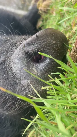 Look at all the pollen in ma locks. This was right as my 3 yr old human brother asked where my tail was and then 
